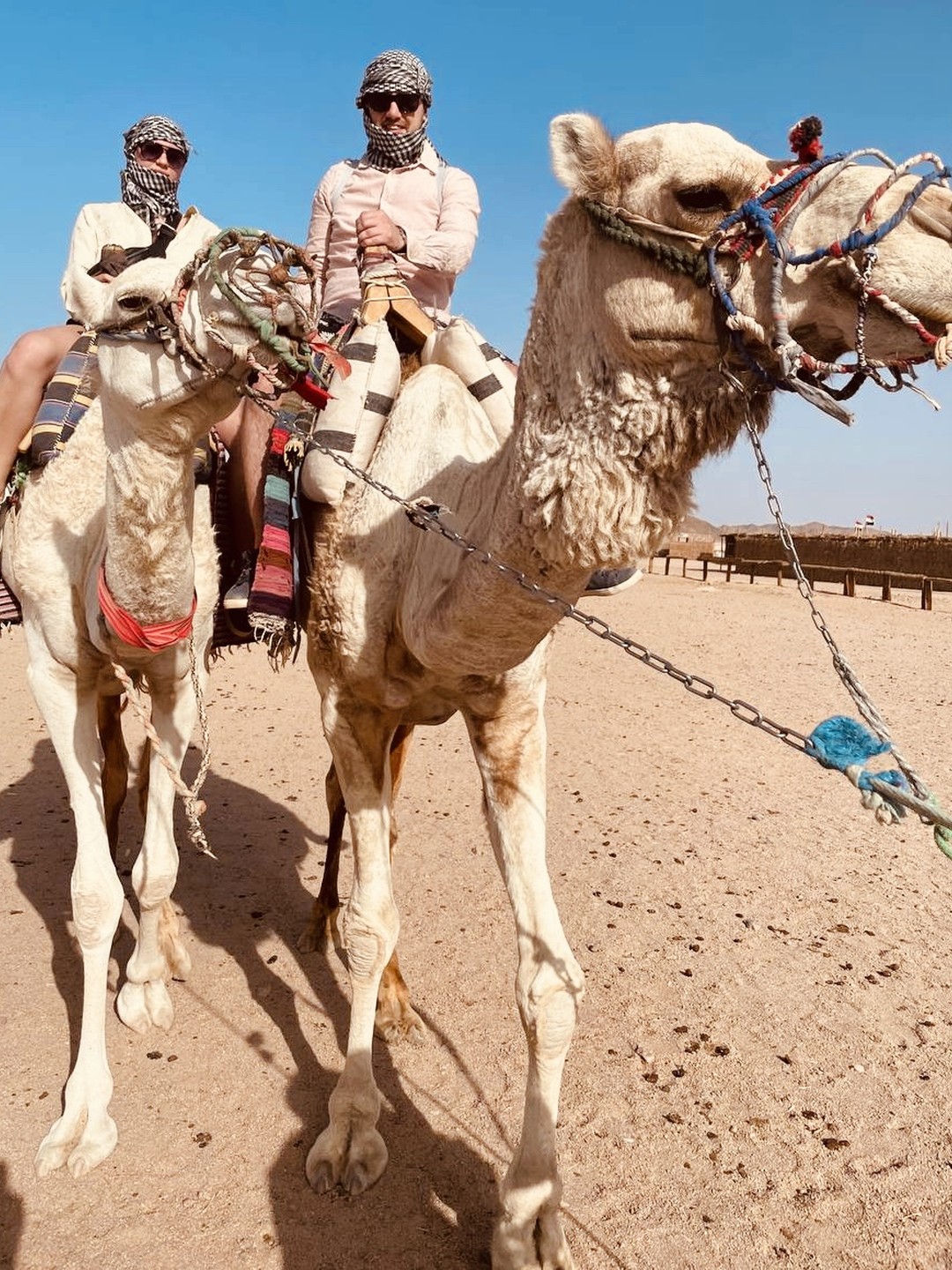 4Desert Quad Bike Safari in Sharm-El-Sheikh + Camel Ride