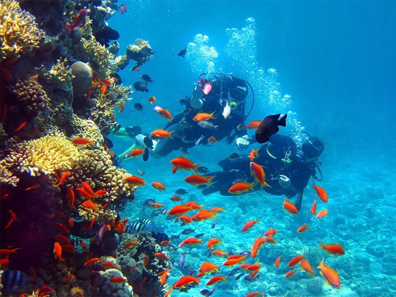 4INTRO DIVE Trip in Sharm-El-Sheikh