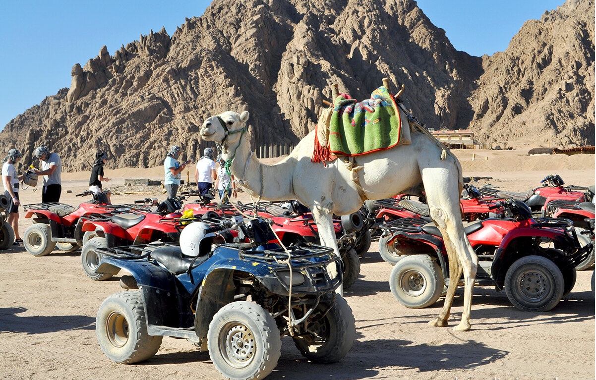 2Desert Quad Bike Safari in Sharm-El-Sheikh + Camel Ride