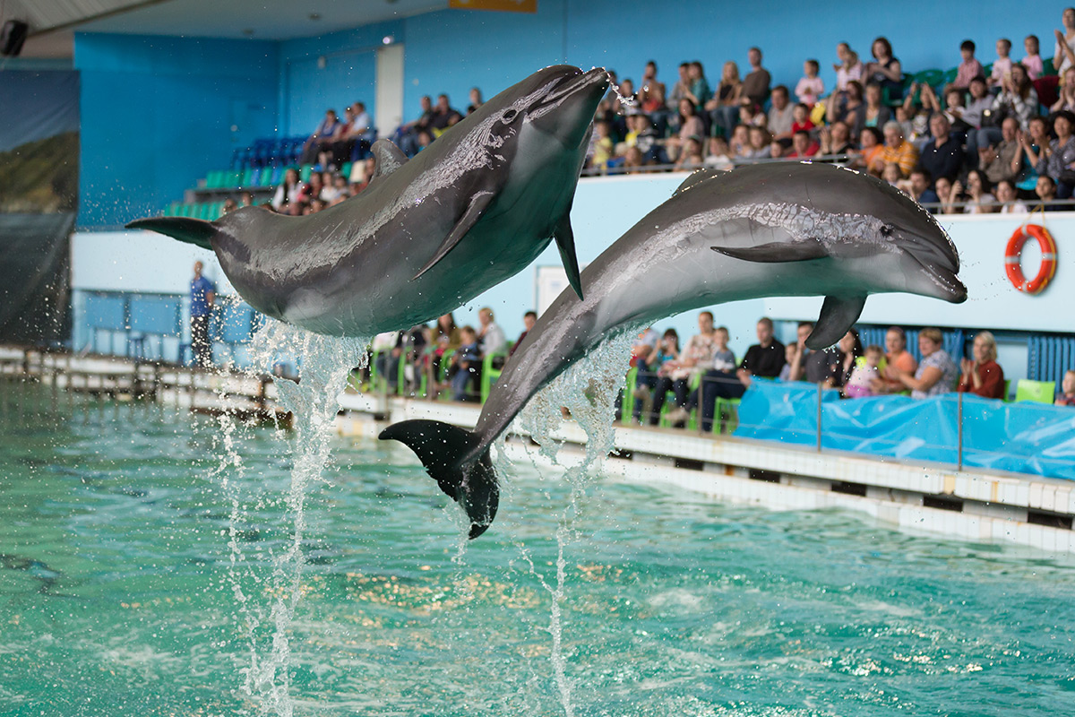 3Excursion Dolphinarium in Sharm-El-Sheikh