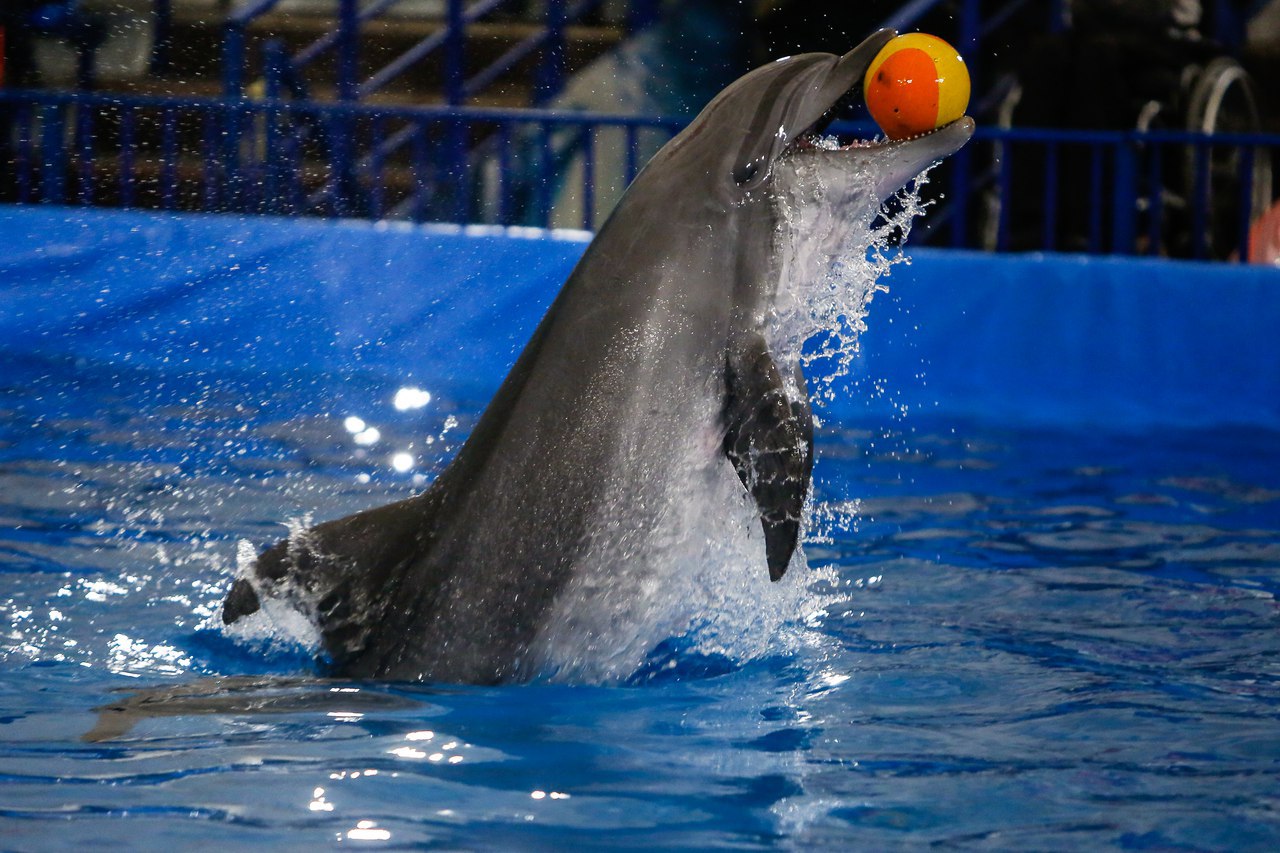 4Excursion Dolphinarium in Sharm-El-Sheikh